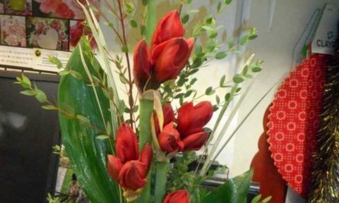 Création et vente de composition florales pour Noël à La Charité-sur-Loire